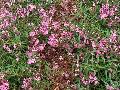 Summer Snapdragon / Angelonia 